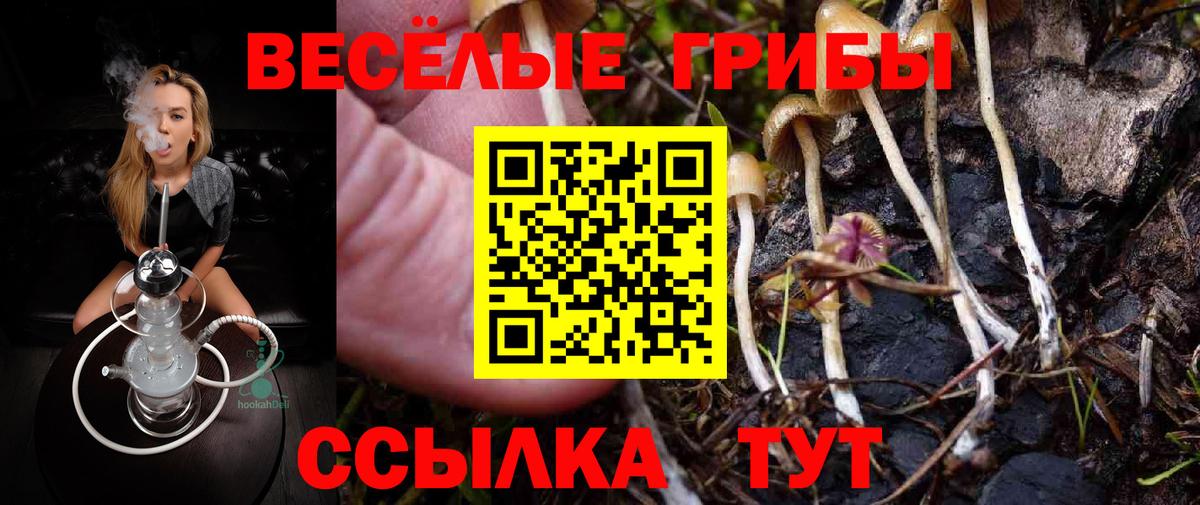 Александров  Галлюциногенные грибы прущие грибы  Вход с VPN 